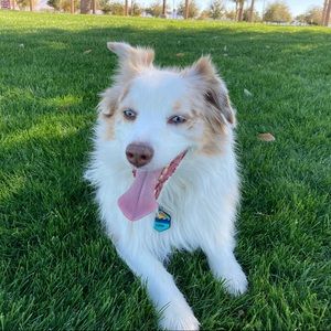 Meet your Posher, Brodie